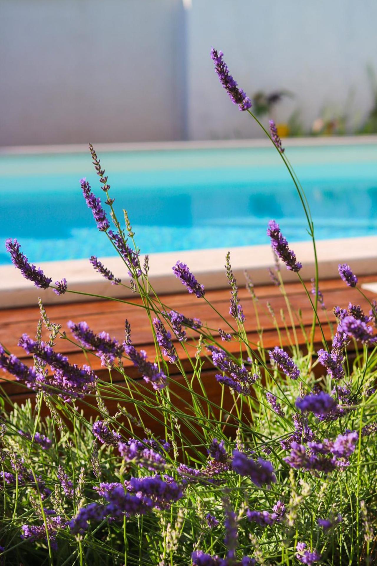 Villa My Rose With A Private Pool Mlini Luaran gambar